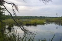 Rezerwat Przyrody "Bagno Pogorzel"