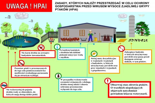 Grypa ptaków (HPAI) oraz zalecenia dla hodowców drobiu, zapobiegające rozwojowi choroby