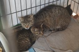 Pilnie poszukiwany dom dla znalezionych kotów