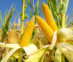 Dopłaty do kukurydzy – wnioski do 29 lutego, biura powiatowe czynne dłużej