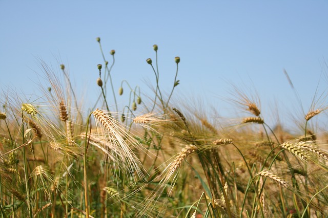 Uprawa zboża